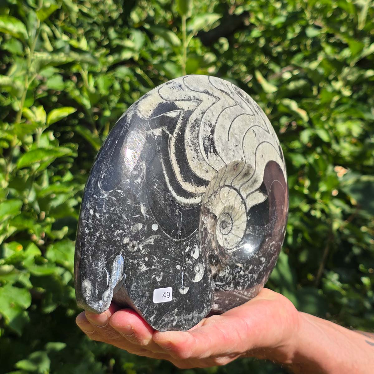 Geschliffene Schnecke mit Ammoniten und Orthoceras – 21x17 cm - Fossilienkunst aus Marokko - Nr. 77