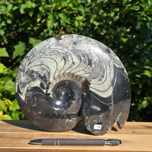 Geschliffene Schnecke mit Ammoniten und Orthoceras – 21x18 cm - Fossilienkunst aus Marokko - Nr. 86