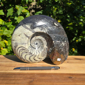 Geschliffene Schnecke mit Ammoniten und Orthoceras – 22x18 cm - Fossilienkunst aus Marokko - Nr. 90