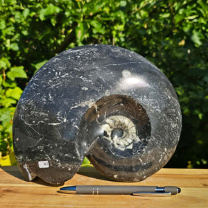 Geschliffene Schnecke mit Ammoniten und Orthoceras – 25x21 cm - Fossilienkunst aus Marokko - Nr. 75