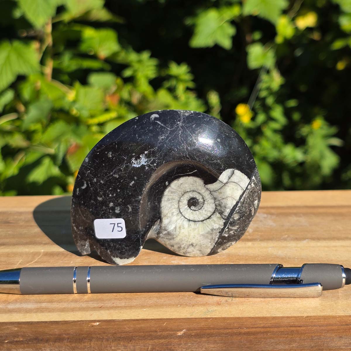 Geschliffene Schnecke mit Ammoniten und Orthoceras – 8x6 cm - Fossilienkunst aus Marokko - Nr. 103