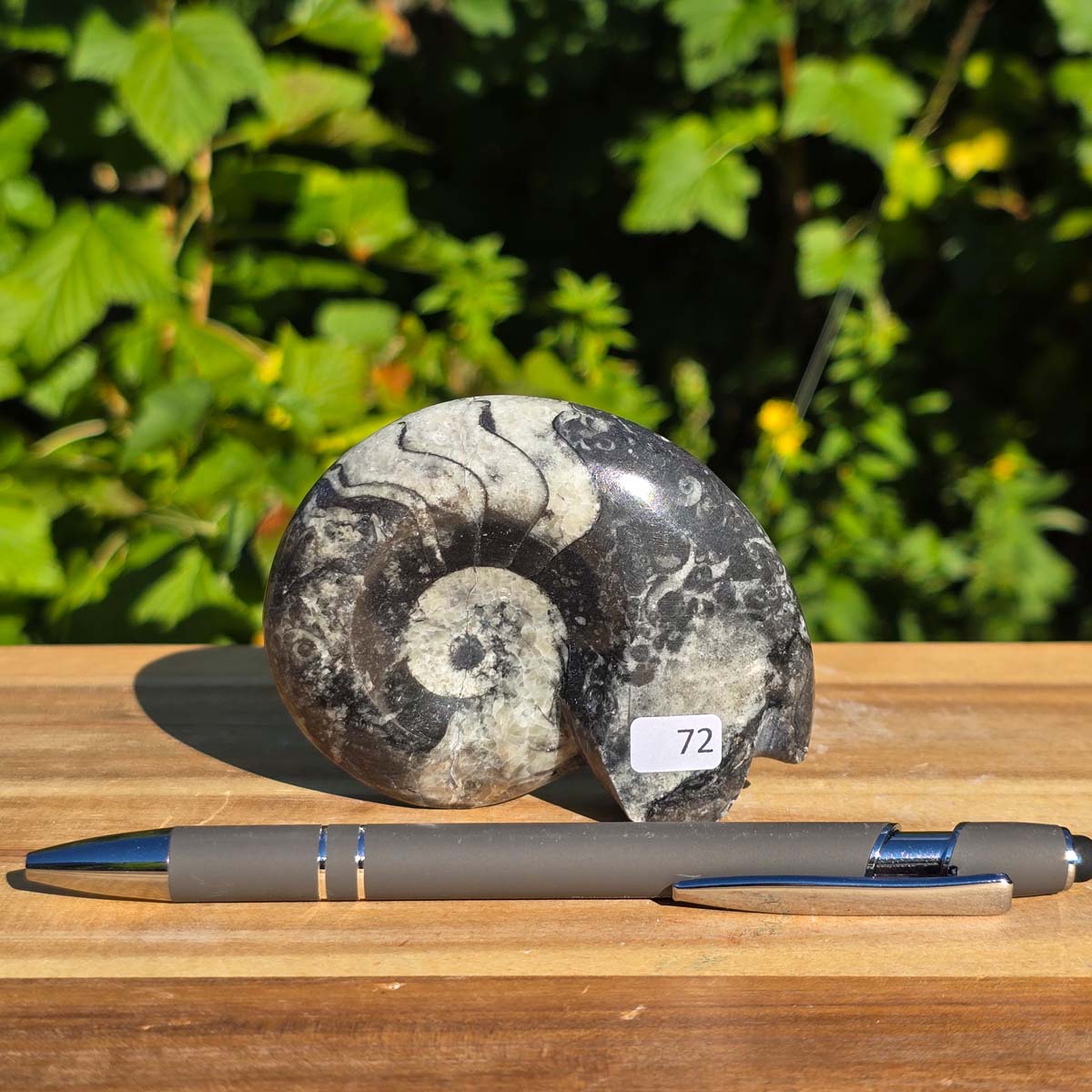 Geschliffene Schnecke mit Ammoniten und Orthoceras – 8x7 cm - Fossilienkunst aus Marokko - Nr. 100