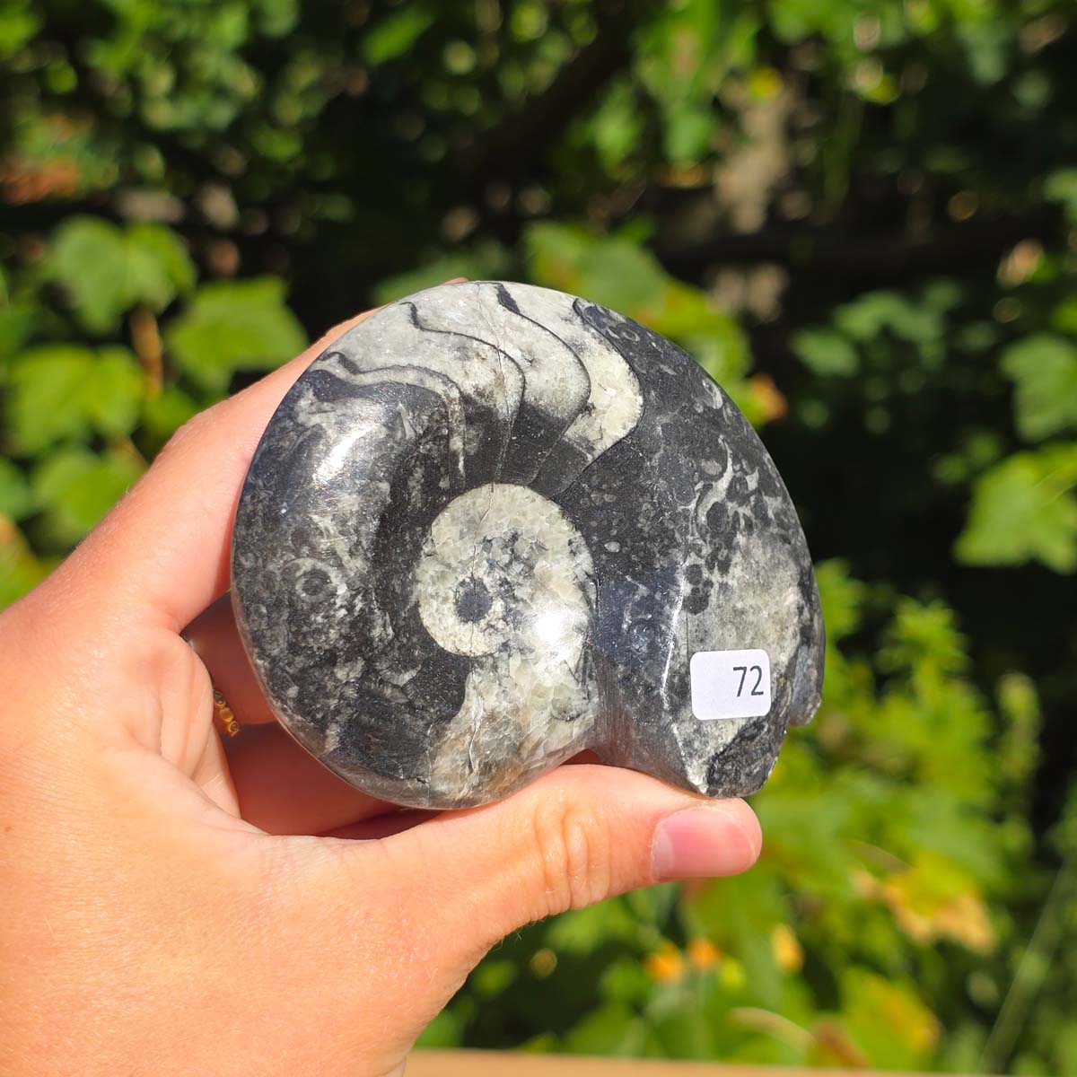 Geschliffene Schnecke mit Ammoniten und Orthoceras – 8x7 cm - Fossilienkunst aus Marokko - Nr. 100