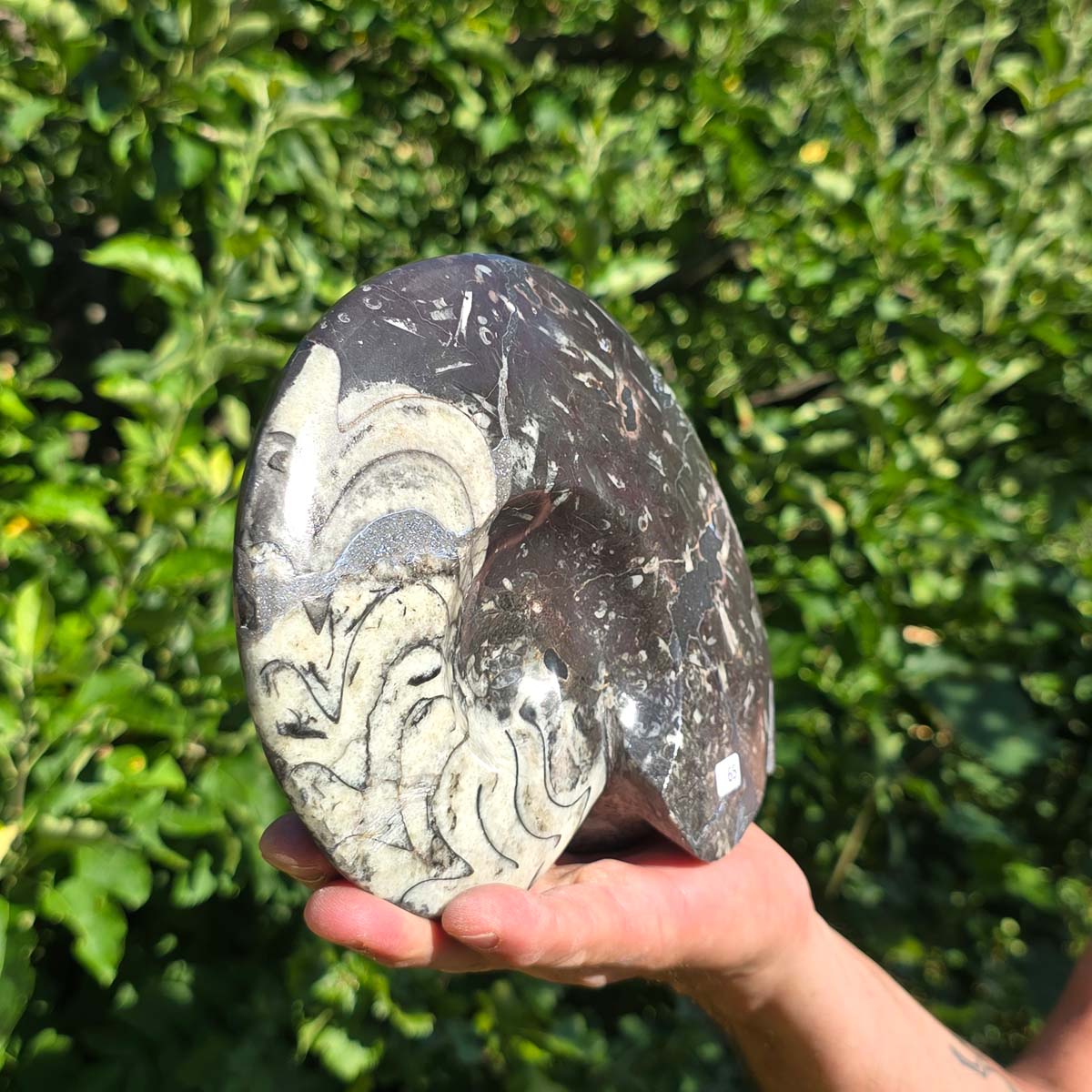 Geschliffene Schnecke mit Ammoniten und Orthoceras – 19x15 cm - Fossilienkunst aus Marokko - Nr. 93