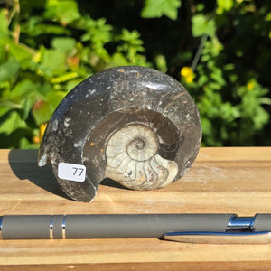 Geschliffene Schnecke mit Ammoniten und Orthoceras – 8x7 cm - Fossilienkunst aus Marokko - Nr. 105