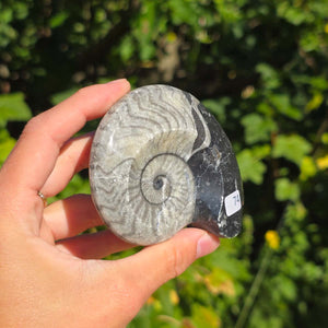 Geschliffene Schnecke mit Ammoniten und Orthoceras – 8x7 cm - Fossilienkunst aus Marokko - Nr. 102