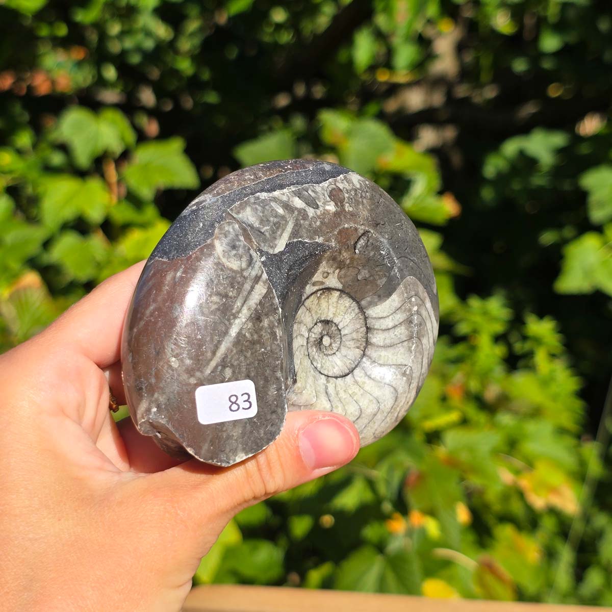 Geschliffene Schnecke mit Ammoniten und Orthoceras – 9x7 cm - Fossilienkunst aus Marokko - Nr. 111