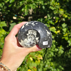 Geschliffene Schnecke mit Ammoniten und Orthoceras – 9x7 cm - Fossilienkunst aus Marokko - Nr. 97