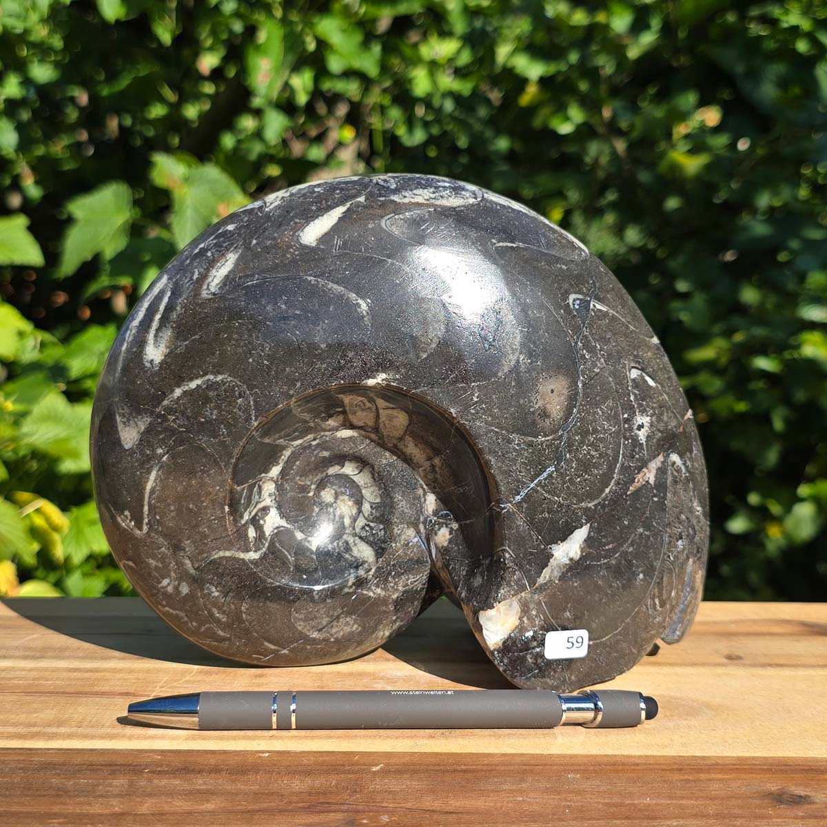 Geschliffene Schnecke mit Ammoniten und Orthoceras – 20x15 cm - Fossilienkunst aus Marokko - Nr. 87