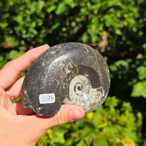 Geschliffene Schnecke mit Ammoniten und Orthoceras – 9x7 cm - Fossilienkunst aus Marokko - Nr. 104