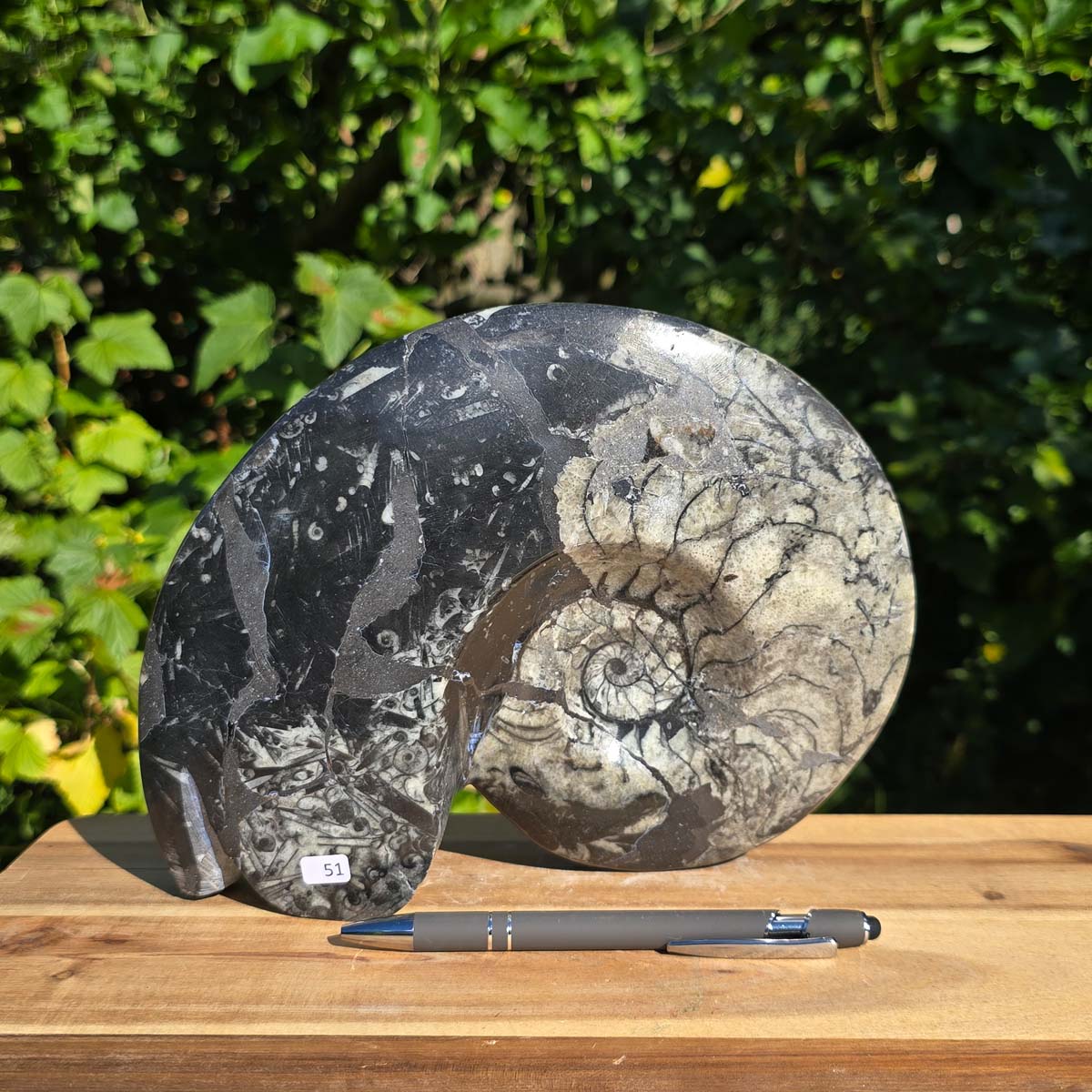 Geschliffene Schnecke mit Ammoniten und Orthoceras – 24x18 cm - Fossilienkunst aus Marokko - Nr. 79