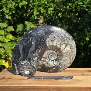 Geschliffene Schnecke mit Ammoniten und Orthoceras – 24x18 cm - Fossilienkunst aus Marokko - Nr. 79