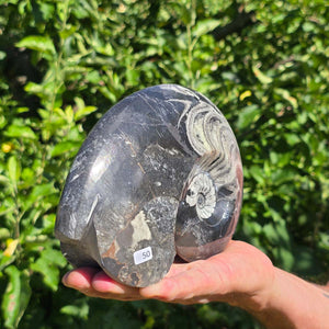 Geschliffene Schnecke mit Ammoniten und Orthoceras – 20x14 cm - Fossilienkunst aus Marokko - Nr. 78