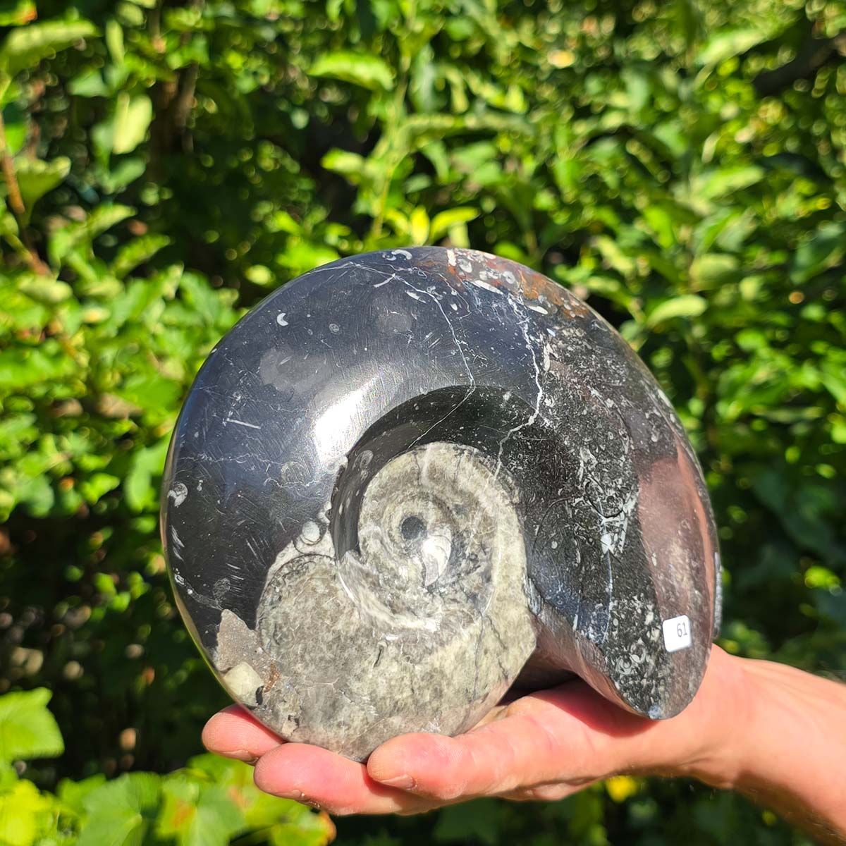 Geschliffene Schnecke mit Ammoniten und Orthoceras – 19x14 cm - Fossilienkunst aus Marokko - Nr. 89