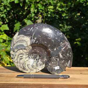 Geschliffene Schnecke mit Ammoniten und Orthoceras – 19x15 cm - Fossilienkunst aus Marokko - Nr. 93