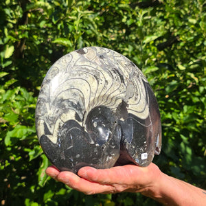 Geschliffene Schnecke mit Ammoniten und Orthoceras – 21x18 cm - Fossilienkunst aus Marokko - Nr. 86