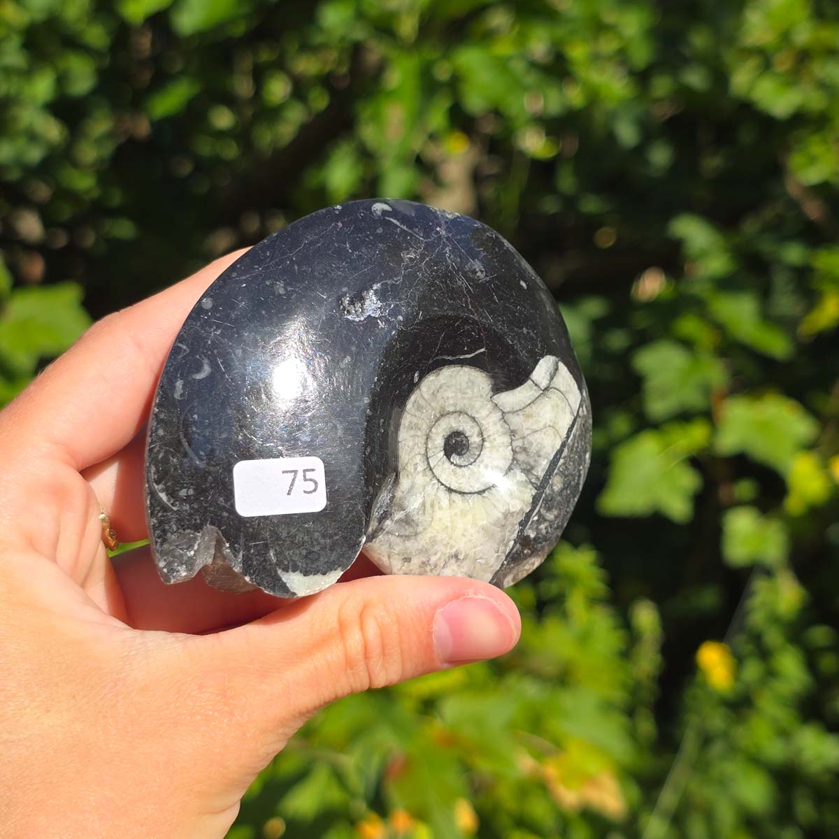 Geschliffene Schnecke mit Ammoniten und Orthoceras – 8x6 cm - Fossilienkunst aus Marokko - Nr. 103