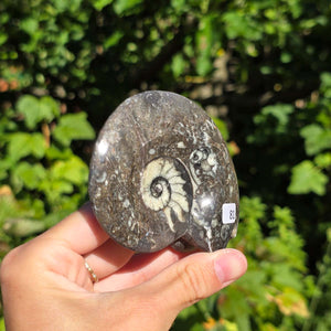 Geschliffene Schnecke mit Ammoniten und Orthoceras – 8x7 cm - Fossilienkunst aus Marokko - Nr. 109