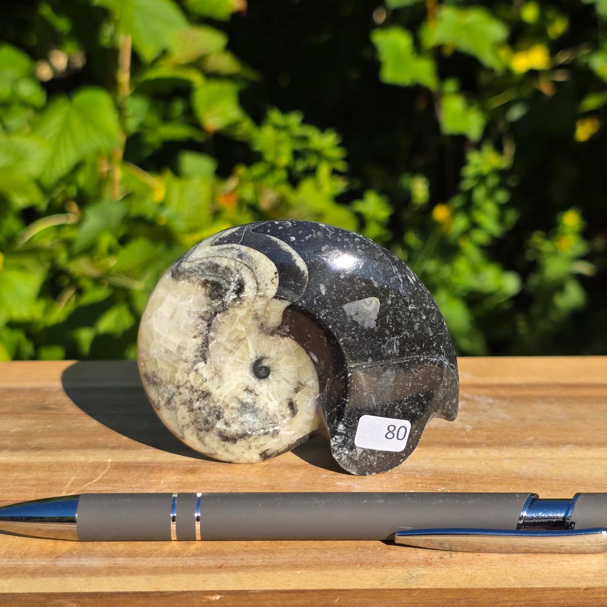 Geschliffene Schnecke mit Ammoniten und Orthoceras – 8x7 cm - Fossilienkunst aus Marokko - Nr. 108