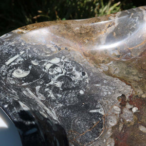 Große Orthoceras Schale XL - 48x39cm -4,7kg - Fossilgestein - Nr. 65 mit einzigartigen Fossilmustern