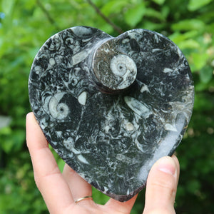 Herz Schale aus Orthoceras klein- 11x11cm - Fossilgestein - Nr. 3, Fossilienmuster auf schwarzem Stein.