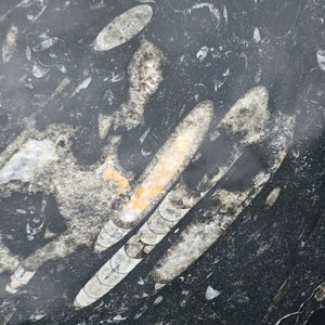 Orthoceras Fossilschale XL aus Marokko – 34x18 cm und 6 kg - Nr. 46