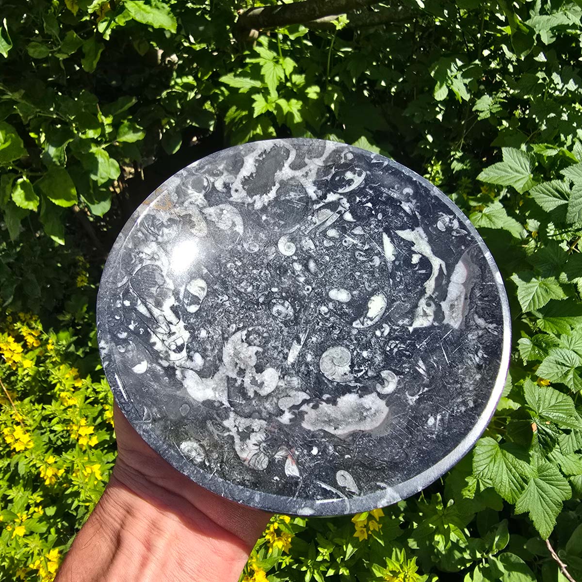 Orthoceras Schale rund groß - Ø 17cm - Fossilgestein - Nr. 17, natürliche Fossilien mit einzigartigen Mustern.