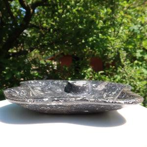 Orthoceras Schale XL - 48x50cm - 5,2kg - Fossilgestein - Nr. 64 mit naturbelassener Oberfläche und Fossilienmuster.