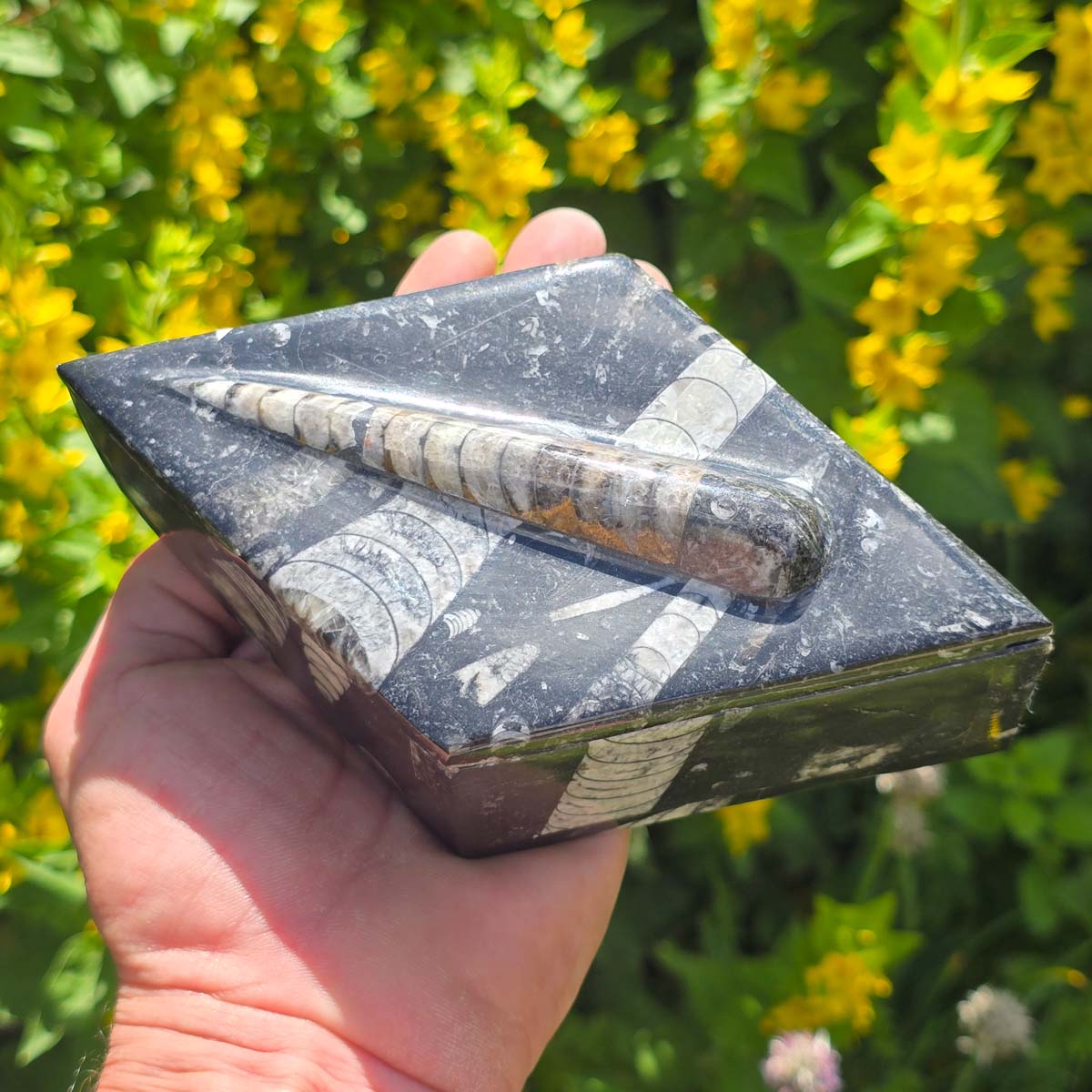 Orthoceras Schatulle Rhombus - 17x10cm - Fossilgestein - Nr. 18 in Hand mit Blumen im Hintergrund