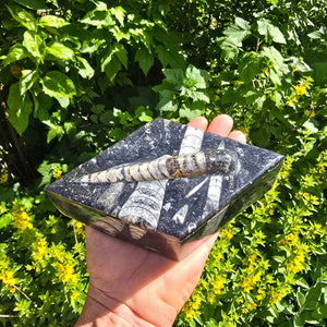 Orthoceras Schatulle Rhombus - 17x10cm - Fossilgestein - Nr. 18 im Freien zwischen Grünpflanzen.