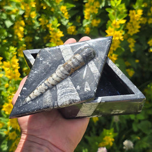 Orthoceras Schatulle Rhombus - 17x10cm - Fossilgestein - Nr. 18 in Hand mit Blumen im Hintergrund
