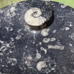 Ovale Schale aus Orthoceras groß - 14x17cm - Fossilgestein - Nr. 6 mit einzigartigen Fossilmustern.