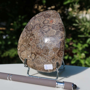 Polished Petoskey Stone unique coral fossil, size 11x9x3 cm, displayed on a stand with pen for scale, Unikat Nr. 3
