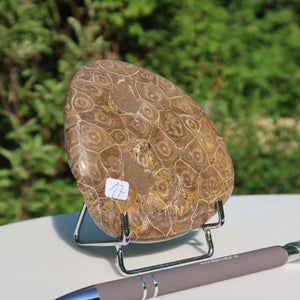 Petoskey Stone, polished coral unique piece, 10x9x2 cm, displayed on stand with green background, labeled number 17.