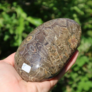 Petoskey Stone, unique polished coral fossil from Morocco, held in hand, available at Steinwelten online shop.