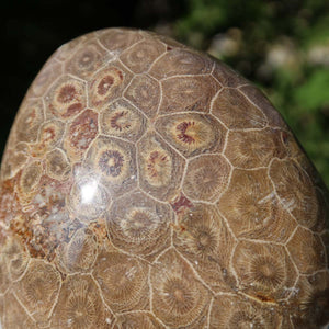 Polished Petoskey Stone fossil coral with natural hexagonal pattern detail in sunlight, measuring 11x8x5 cm.