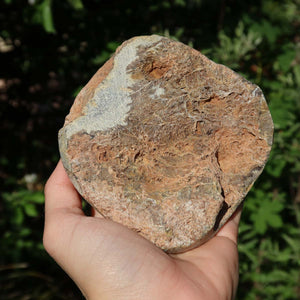 Hand holding a uniquely shaped Petoskey Stone with natural texture and subtle polish, measuring 10x10x3 cm, against a green background.