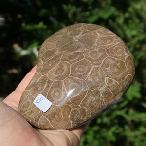 Hand holding polished Petoskey Stone, unique fossilized coral, 10x8x2 cm. Nature-inspired home decor.