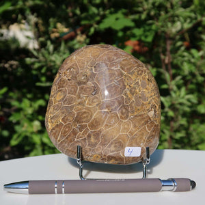 Petoskey Stone - Polished Fossil Coral, unique piece No. 4, 10x10x3 cm, displayed with pen for scale.