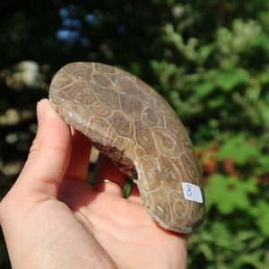 Hand holding unique Petoskey Stone, polished fossil coral, 10x8x2 cm, with natural patterns glowing in sunlight, Unikat Nr. 8