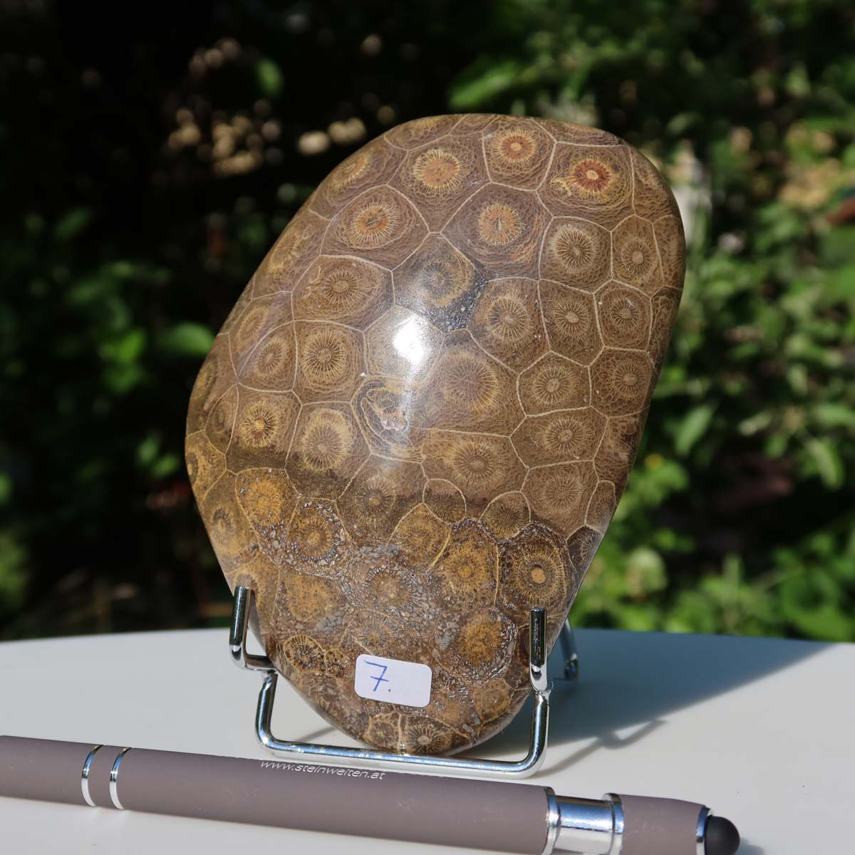 Polished Petoskey Stone - 12x9x4 cm, unique coral fossil No. 7 from Morocco on display.