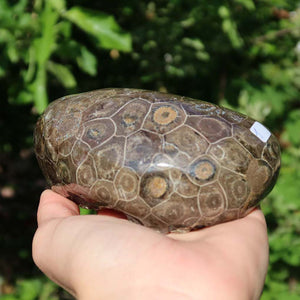 Hand holding a polished Petoskey Stone coral against a natural green background, available for purchase at Steinwelten online shop.