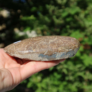 Hand holding a polished Petoskey Stone, showcasing fossilized coral texture and subtle shine, with a leafy background.