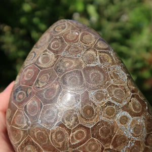 Petoskey Stone with unique fossil pattern, partially polished for natural shine, held against a blurred green background.