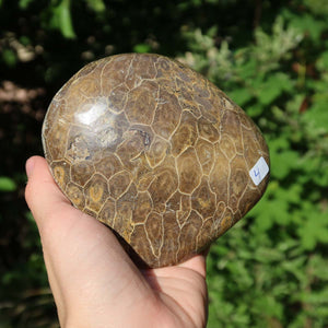 Hand holding Petoskey Stone, polished coral fossil, 10x10x3 cm, Unikat Nr. 4, natural texture and subtle shine, outdoors.