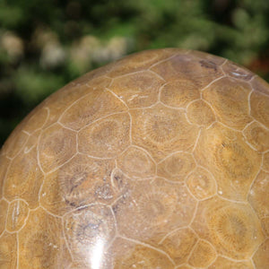 Polished Petoskey Stone showing fossilized coral patterns, 11x9x3 cm, unique Moroccan piece with natural character.