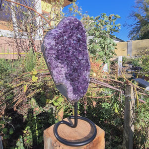 Uruguay Amethyst Drusen sehr intensive, dunkle Farbe! (AA-Qualität) Nr. 15 in Gartenumgebung auf einem Holzboden stehend.