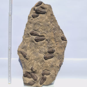Echter Trilobit Fossil auf Matrix – Naturfund aus Marokko - handpräpariert - 47x26cm - Nr. 2