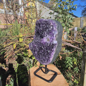 Uruguay Amethyst Drusen Nr. 67 auf Metallständer, dunkel lila Kristalle im Garten ausgestellt