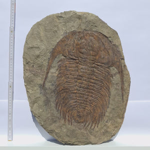 Echter Trilobit Fossil auf Matrix – Naturfund aus Marokko - handpräpariert - 48x37cm - Nr. 4